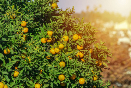 柑橘 营养 烹饪 收获 维生素 好吃 树叶 美食学 果汁