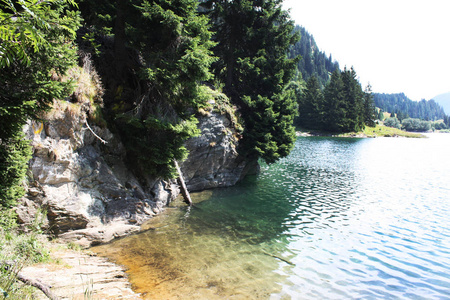 森林 旅行 夏天 公园 风景 云杉 美丽的 反射 池塘 阿尔卑斯山