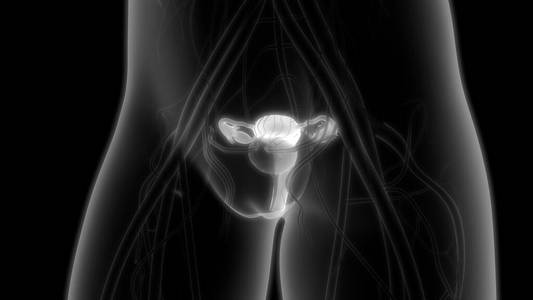 子宫 绘画 受精 繁殖 女人 解剖 信息图表 子宫颈 妇科学