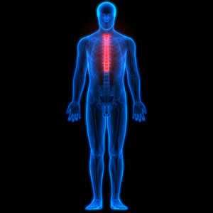 肘部 骨架 照顾 脊柱 软骨 骨骼 男人 信息图表 人类