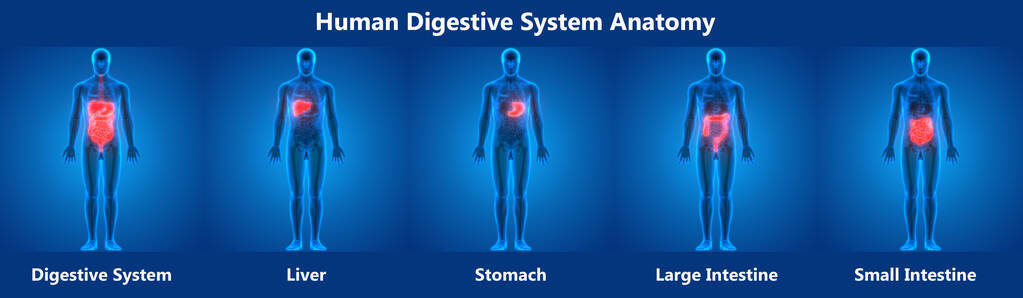 器官 肠子 医学 信息图表 空肠 胆囊 系统 人类 肝脏