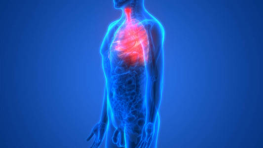 气管 生理学 肺炎 肌肉 三维 疼痛 解剖学 慢性阻塞性肺病
