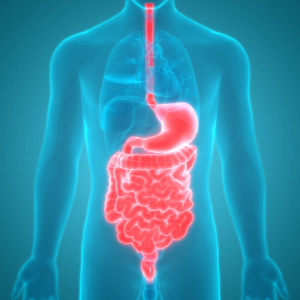 肠子 解剖 三维 解剖学 插图 消化 生物学 肝脏 男人