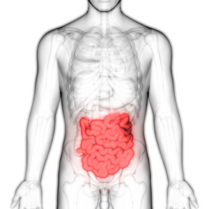 解剖学 器官 插图 男人 消化 人类 生物学 肠子