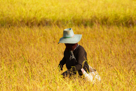 稻草 农场 泰国 风景 生长 领域 稻谷 乡村 大米 季节