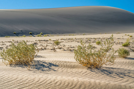沙漠 风景 植物 荒野 假期 自然 荡漾 粮食 目的地 植物区系