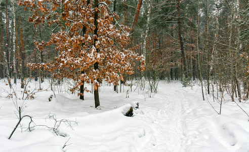 木材 公园 雪花 美丽的 冬天 分支 十二月 松木 雪堆