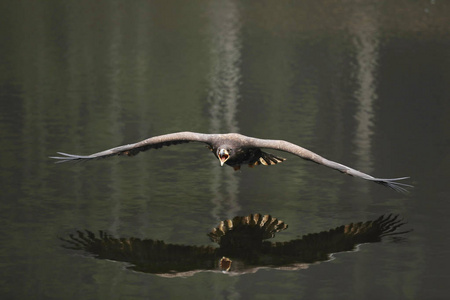 野生动物 湿地 动物群 镜像 动物 羽毛 猛禽 池塘 自然