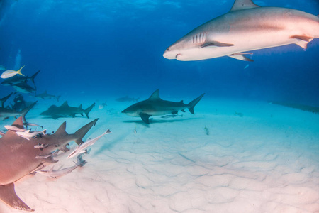 巴哈马的牛鲨和加勒比海礁鲨