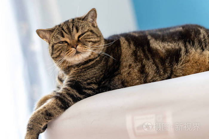 英国短毛猫可爱的快乐玩耍宠物动物放松sl