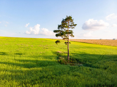 自然 植物 农业 农场 土地 领域 春天 乡村 草地 森林