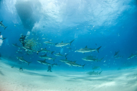 巴哈马群岛的加勒比海礁鲨图片