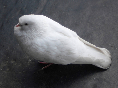 白鸽坐在人行道上