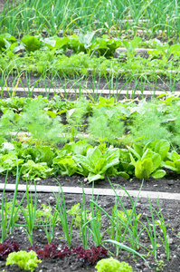 Onions,spinach and dill plants 