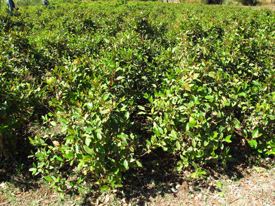 埃塞俄比亚艺术埃塞俄比亚国家的咖啡树照片