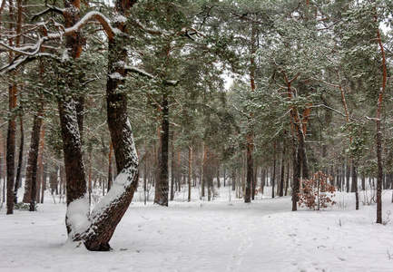 森林 木材 自然 季节 十二月 公园 降雪 冬天 圣诞节