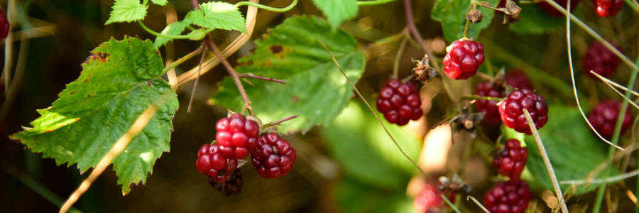 野生黑莓枝上生长的黑莓果实