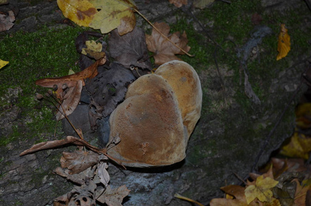 季节 纹理 森林 蘑菇 帽子 美女 食物 植物 特写镜头
