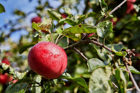一个成熟的红苹果挂在苹果树的树枝上。