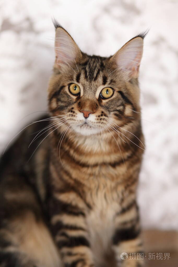 家养乌龟缅因浣熊小猫的肖像可爱的小猫看着镜头
