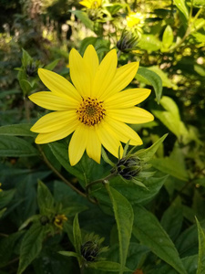 自然 夏天 春天