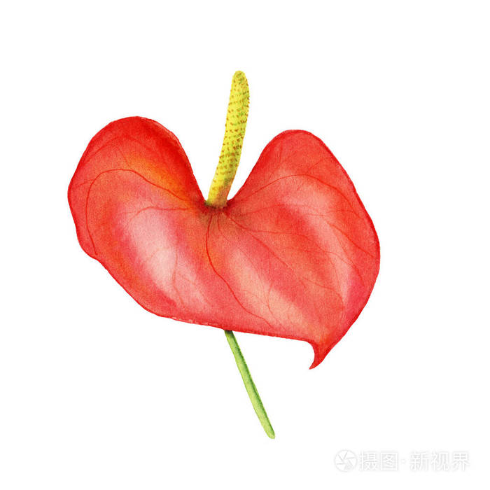 水彩红掌花