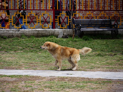 自然 纯种 可爱的 有趣的 面对 朋友 肖像 犬科动物 美丽的