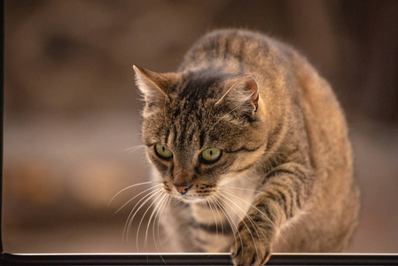 哺乳动物 猎人 百叶窗 猫科动物 颜色 小猫 眼睛 夏特尔猫