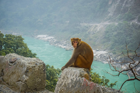 肖像 公园 哺乳动物 灵长类动物 岩石 野生动物 猕猴 美丽的