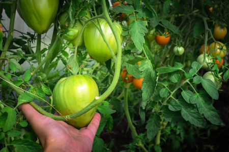 农民手中的青番茄。在温室农业中种植有机蔬菜