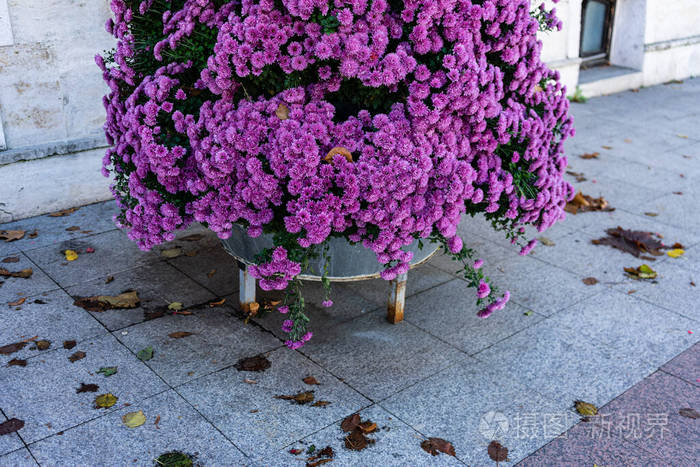 一束美丽的菊花菊花