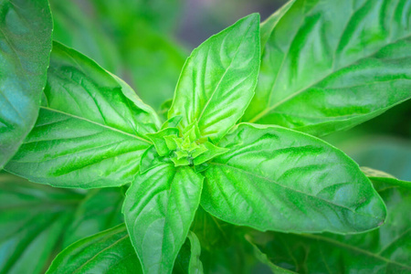 绿罗勒近距离生长的植物