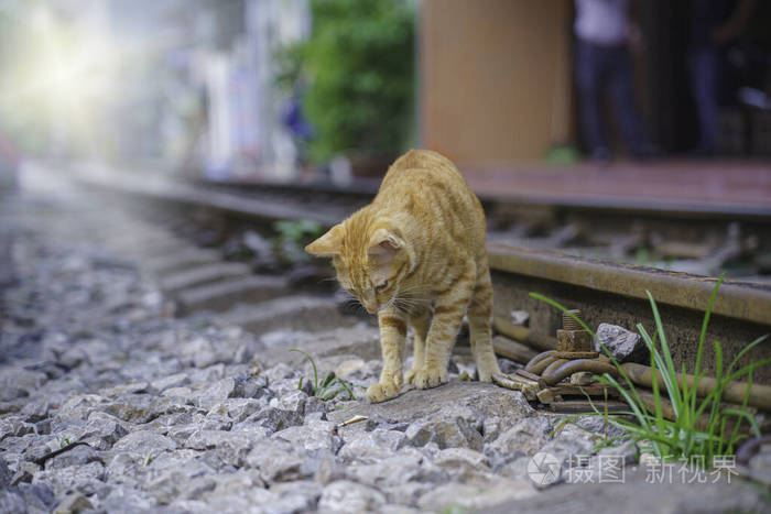 猫咪追火车图片