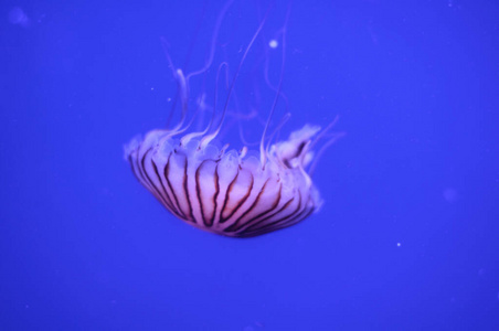 美丽的水母在水族馆的一个大水族馆里