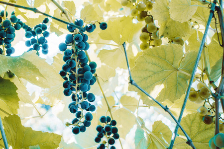 收获成熟的有机水果作为果汁或葡萄酒。秋天黄叶上的黑葡萄
