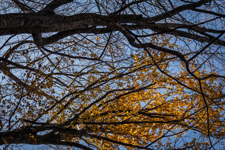 自然 植物 阳光 分支 季节 环境 木材 秋天 颜色 风景