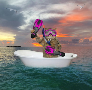 在浴缸里漂流的猫咪潜水员照片