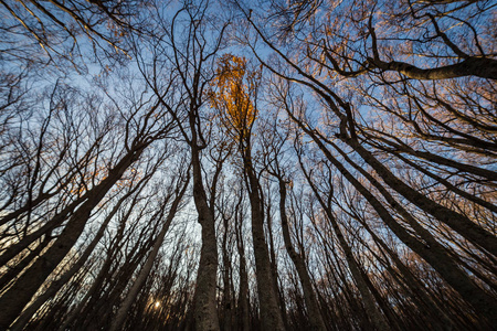 环境 山毛榉 美女 落下 自然 植物 木材 季节 公园 秋天