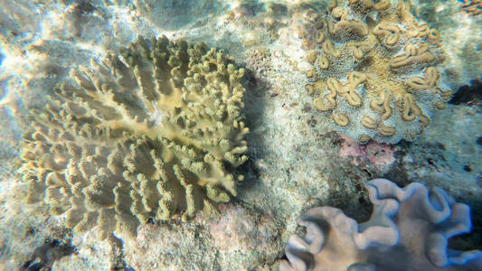 Beautiful corals of underwater world, Queensland, Great Barrier 