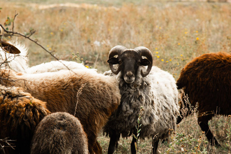 一群棕色,白色和黑色的绵羊在田野里吃草.偶蹄类,羊毛动物.照片