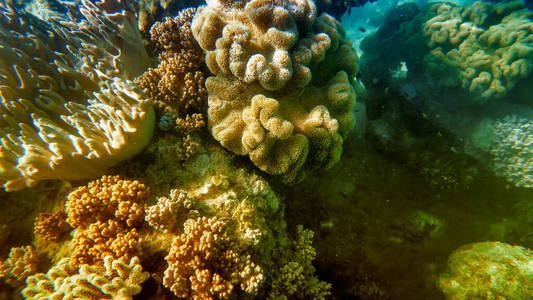 Beautiful corals of underwater world, Queensland, Great Barrier 