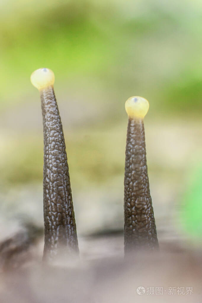 蜗牛角特写蜗牛眼睛的微距拍摄