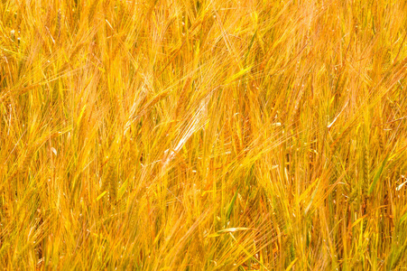 Summer photography. The wheat field, the cereal plant, which is 