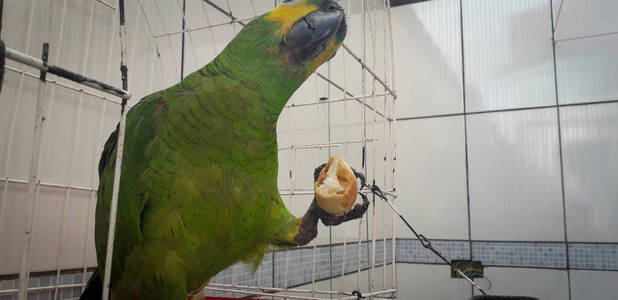 笼中的巴西鹦鹉。在累西腓，这很常见。巴西典型的鸟。