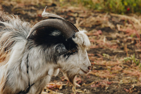 一只漂亮的山羊,长着胡须,长着大而圆的角,在花园里吃草.