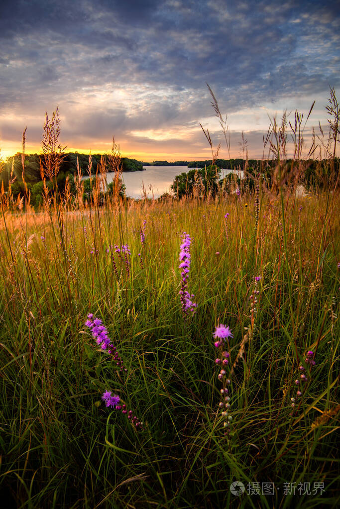 夕阳下湖面草地上的野花
