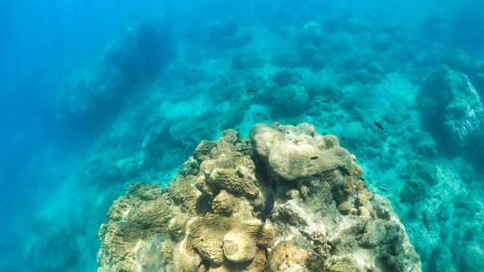 用珊瑚探索美丽的海底世界图片