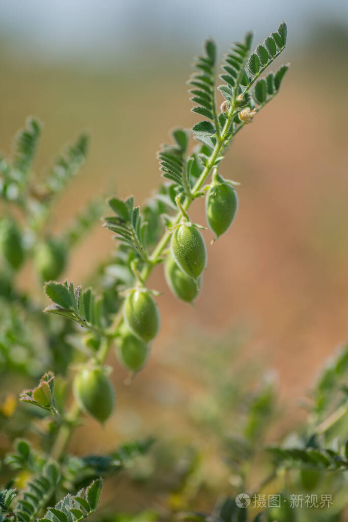鹰嘴豆豆荚与绿色幼嫩植物在农田特写