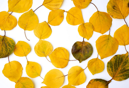 黄杏图片-黄杏素材-黄杏插画-摄图新视界