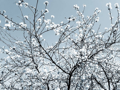 枫树 早晨 十月 植物 橡树 公园 太阳 森林 场景 美女